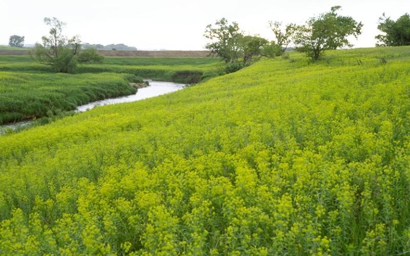 An infestation along a creek with a few trees.