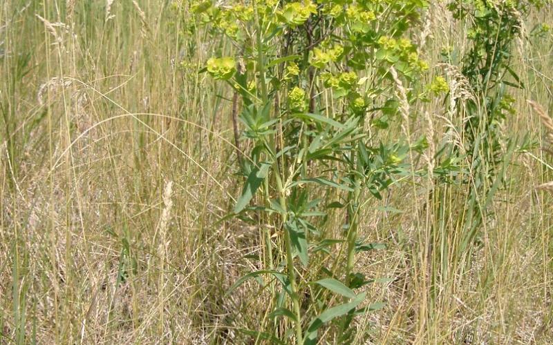 A plant with yellow flowers growing in a grassy area.     