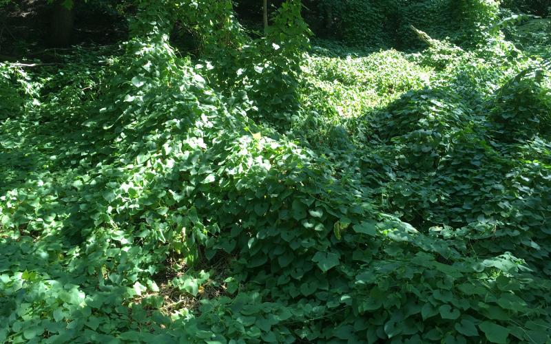 Red hailstone vines growing on top of other vegetation.