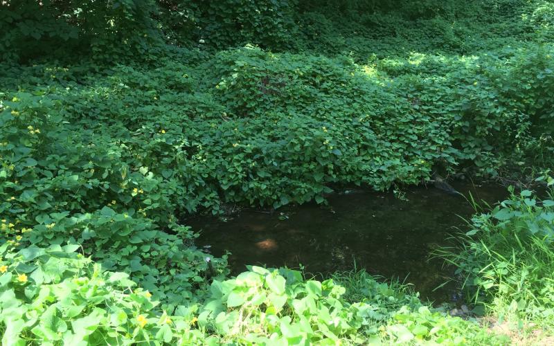 Red hailstone infestation growing along a creek.