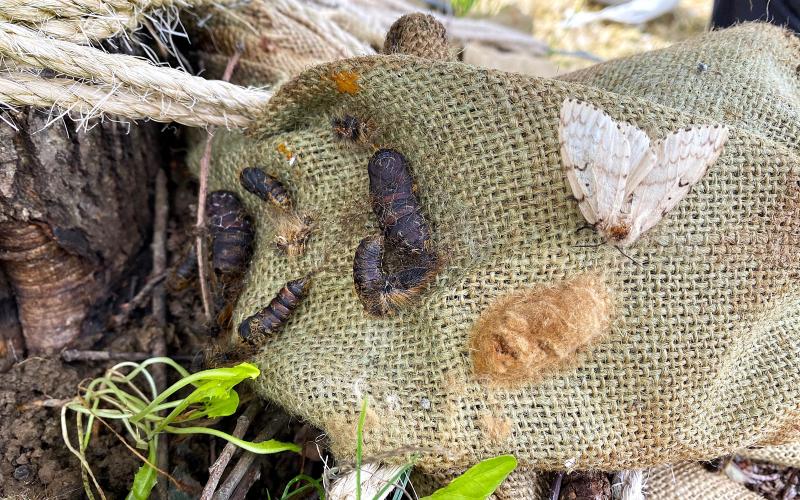 white moth, tan egg mass, and brown cocoon on burlap