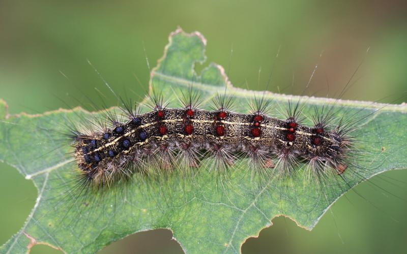 Spongy Moth Quarantine | Minnesota Department of Agriculture