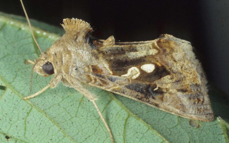 Golden Twin Spot Moth | Minnesota Department of Agriculture