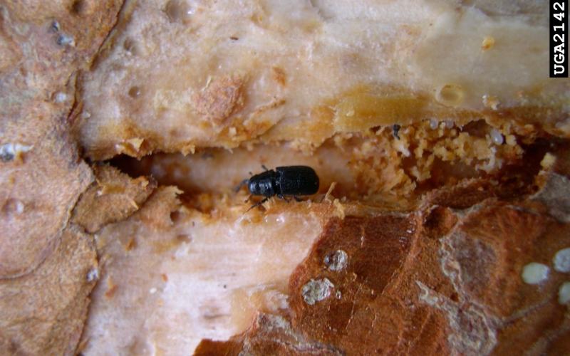 Mountain Pine Beetle | Minnesota Department of Agriculture