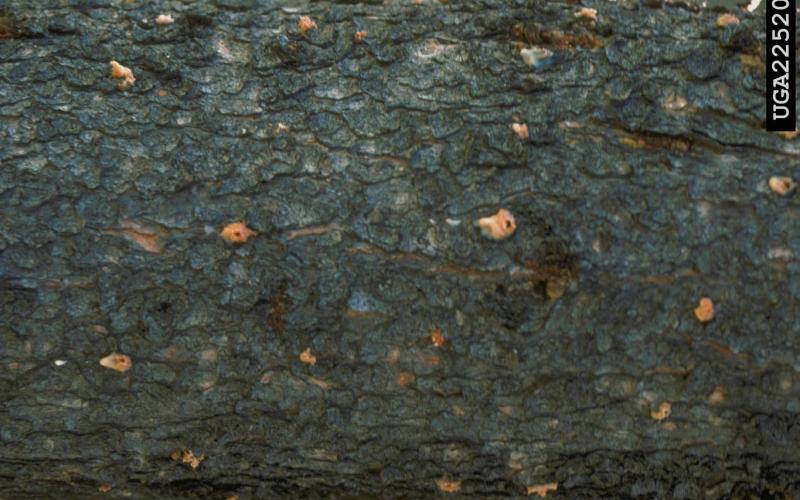 Mountain Pine Beetle | Minnesota Department of Agriculture