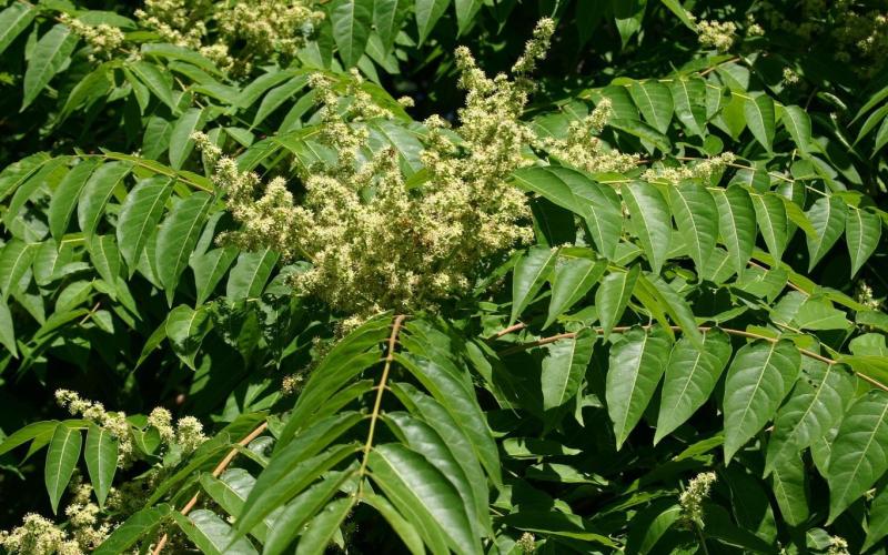 tree of heaven plant with small yellowish-green flowers 