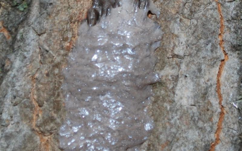 grayish waxy substance on tree bark