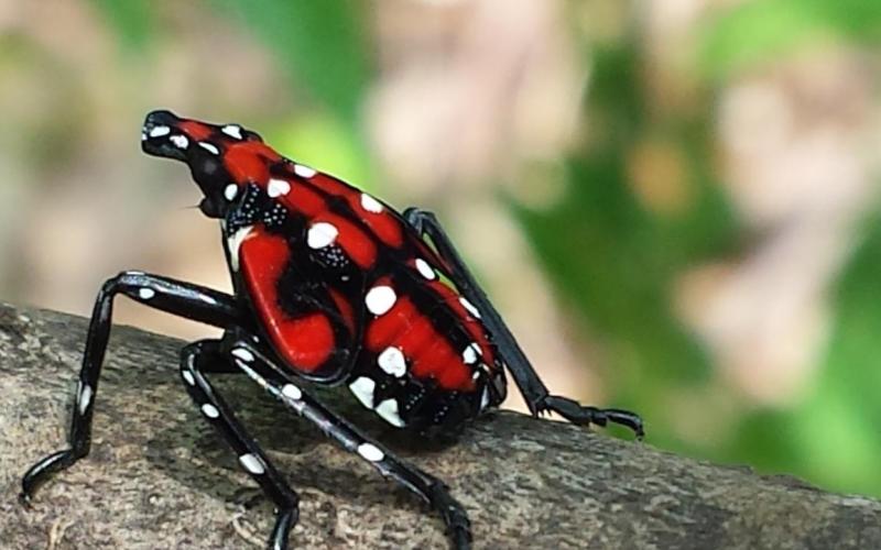 Red and black insect with white spots 