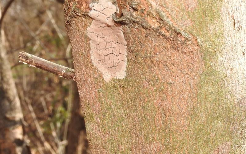 light brown mass on tree