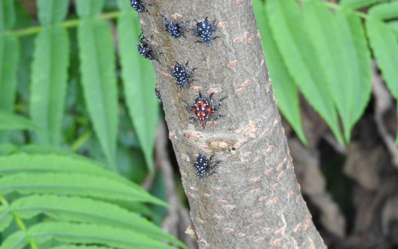 black spotted lanternfly nymphs and one red with white spots