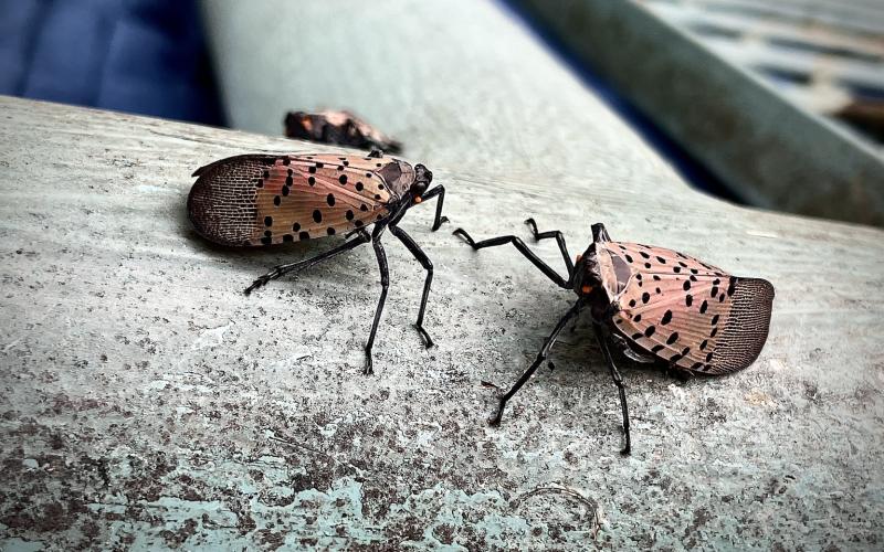two insects with black-spotted, pinkish-tan wings folded over their backs.