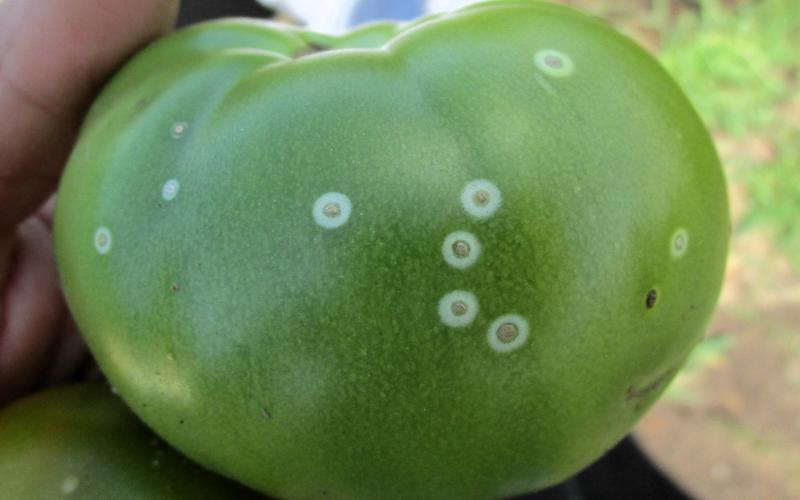 white corky spots on a green tomato fruit 