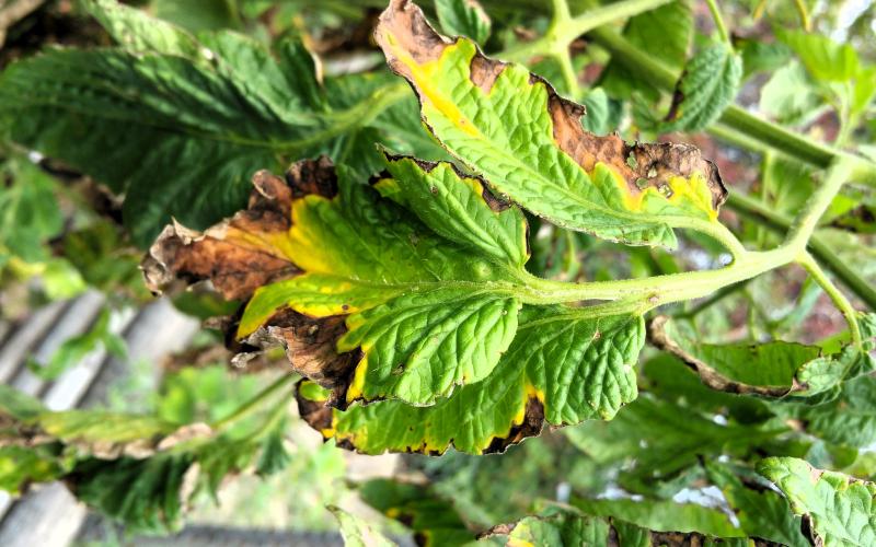 tomato plant leaves showing wilting with brown and yellow spots