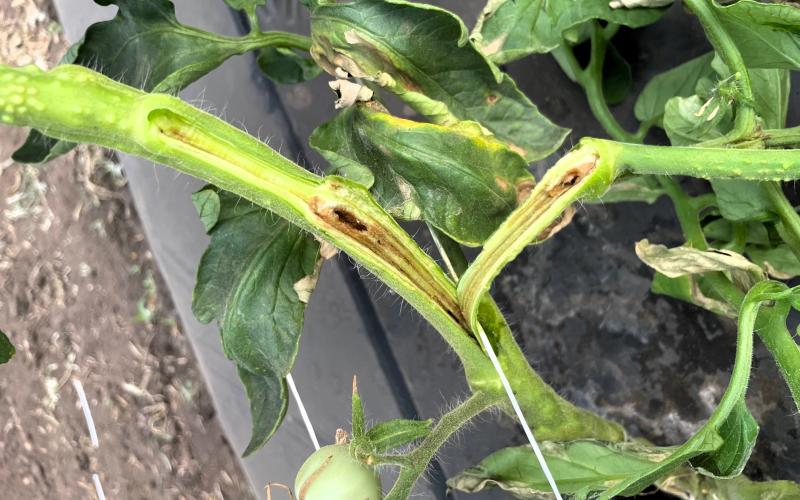 Cracked tomato stem with brown streaks inside
