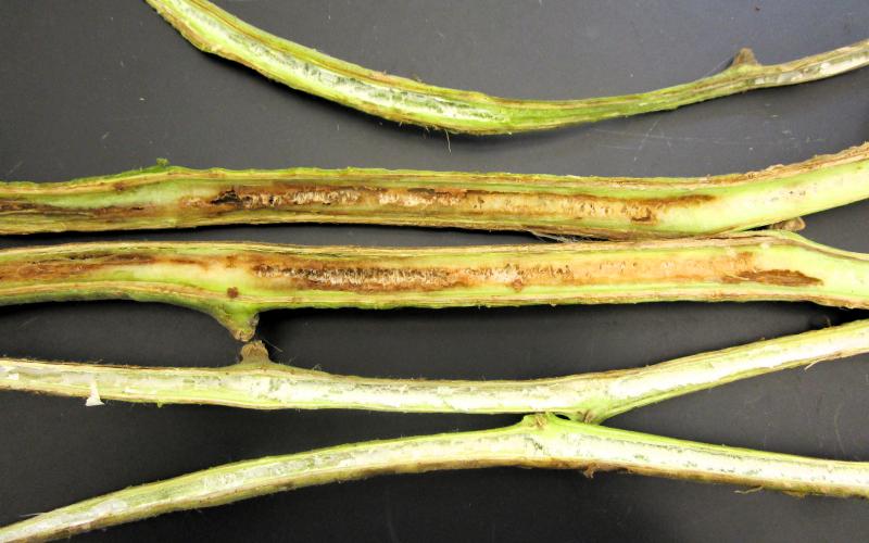tomato stems split open to show brown discoloration