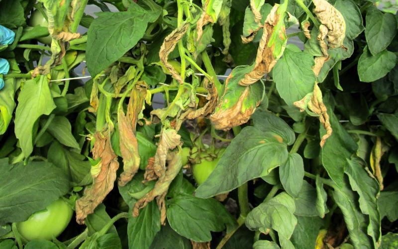 brown wilted leaves on a tomato plant