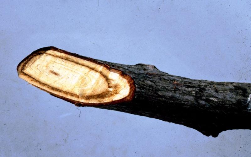 cut branch with staining in the wood 