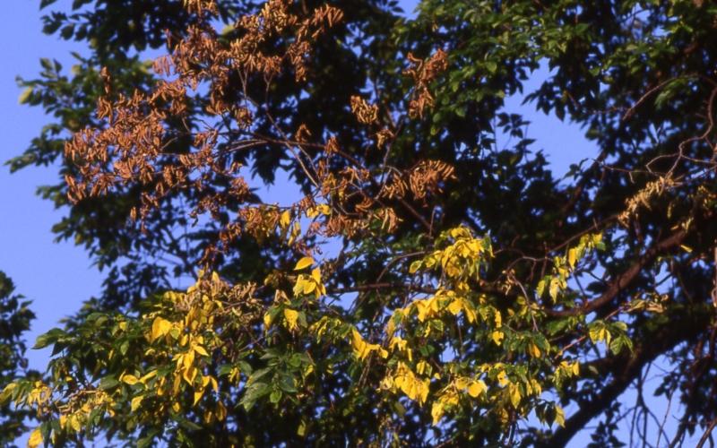elm tree with brown and yellow leaves