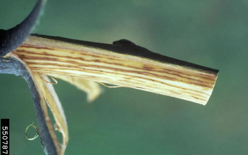 branch with bark peeled back