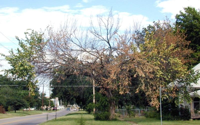 trees on residential street with one tree bare of leaves