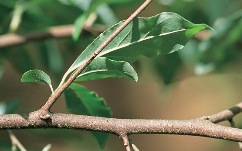 A closeup of a leafy woody stem with a sharp thorn protruding from it. 