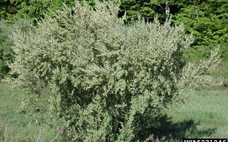 A photo of a multi-stemmed woody shrub with silvery-green leaves.