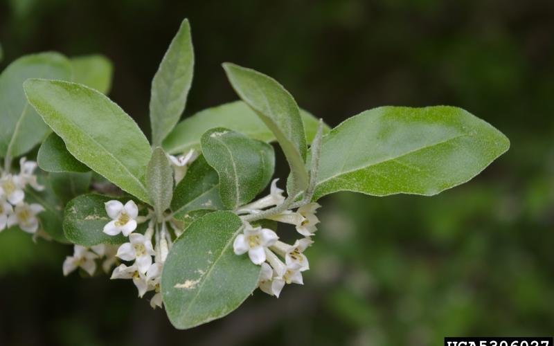 A branch with green leaves with clusters of small, cream-colored bell-shaped flowers.