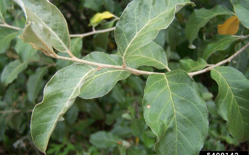 A closeup of a branch with silvery-green leaves with tapered ends.