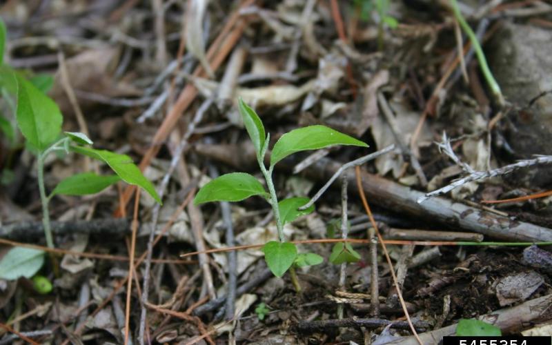 Close up of a few young seedlings against a brown forest floor.