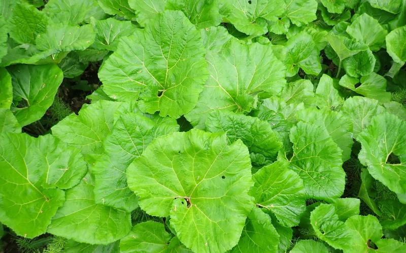 Steve Garske, Invasive Species Coordinator, Great Lakes Indian Fish and Wildlife Commission.