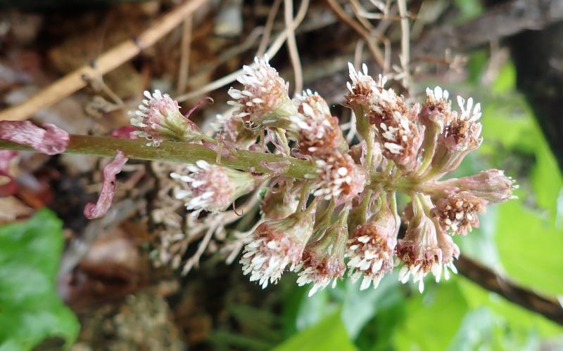 A stalk with purplish flowers and a blurred background.