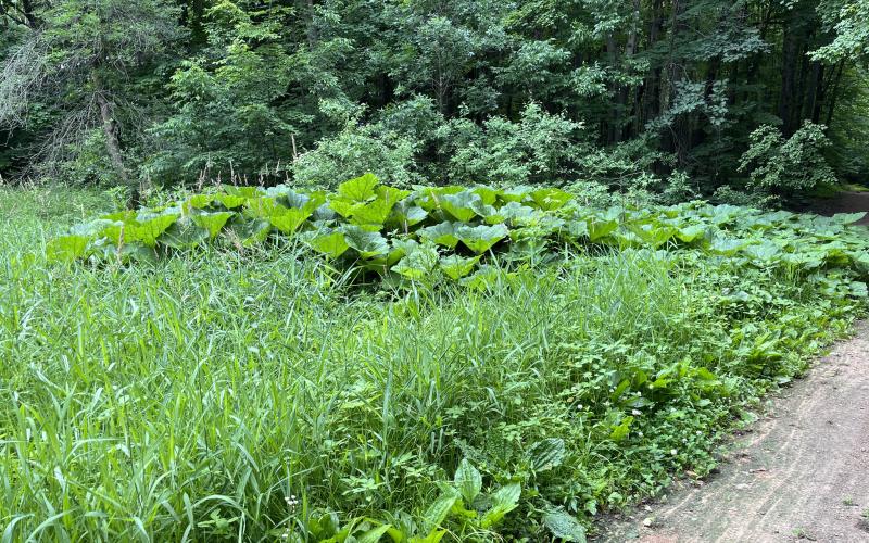 Large green leaves next to tall grass with a trail on the right and evergreen trees in the background.