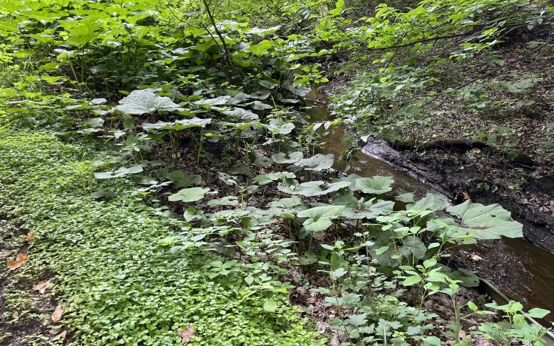Large green leaves next to a waterway with small trees on a slope in the background.