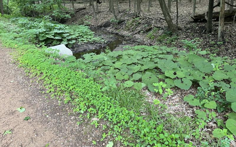 Large green leaves growing next to a waterway with a trail in front and a wooded area in the background. 