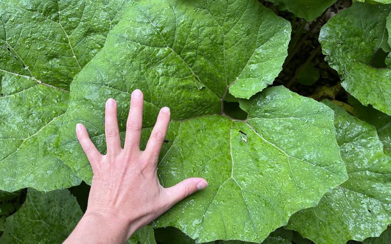 A large, heart shaped leaf with an adult hand over it to show scale.