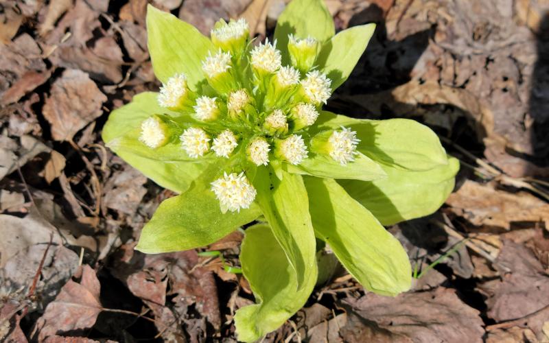 Small, yellowish white flowers growing through leaf duff.