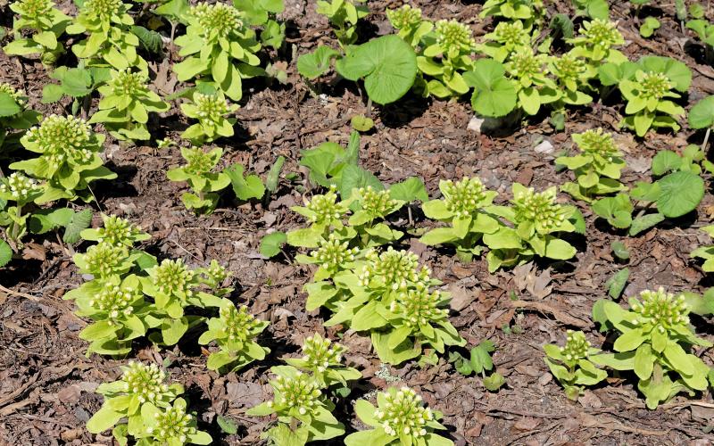 A group of small, yellowish white flowers growing through mulch.