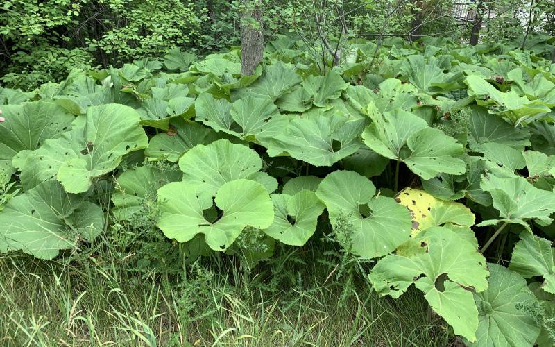 A cluster of large green leaves with a wooded understory in the background.