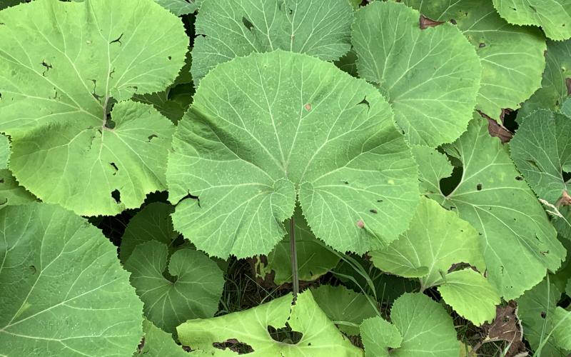 Large, rounded leaves fill the photo.