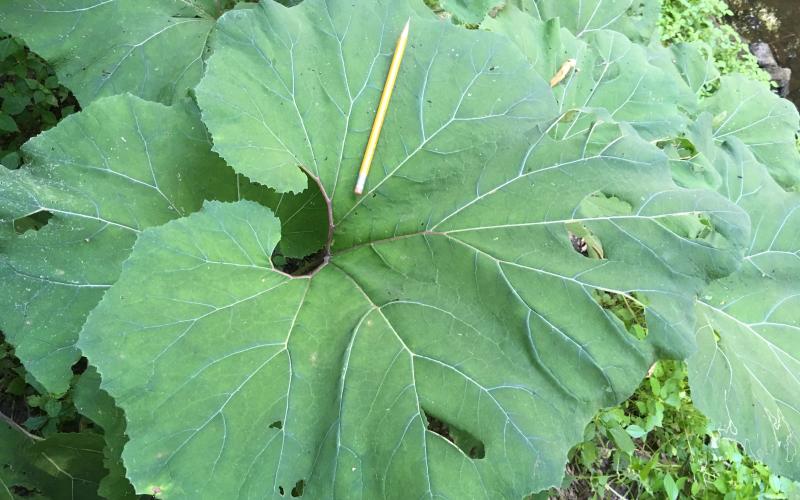 Large, rounded leaf with a pencil for scale. Leaf is approximately 2 feet across and 2 feet wide.