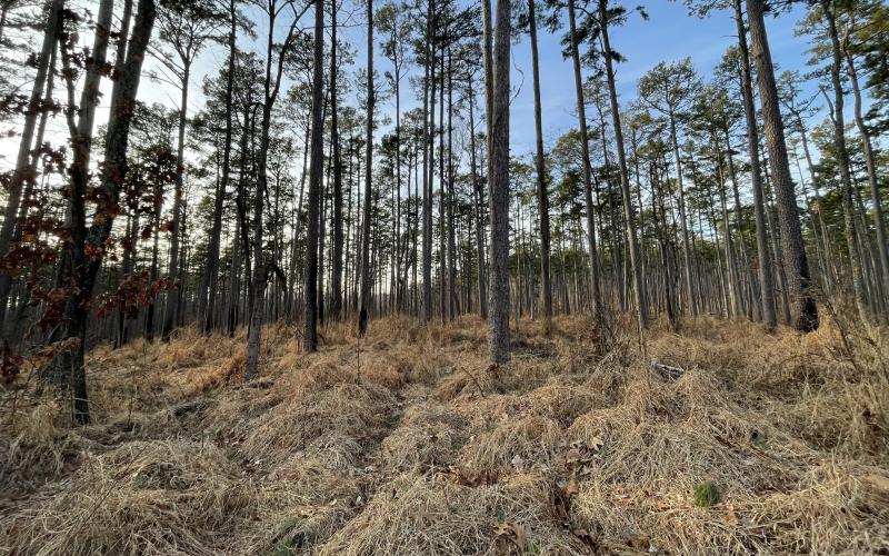 Mounds of brown, dried grass cover the understory of a wooded areas.