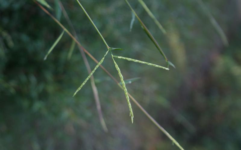 A green stem with 3 spikes and a blurred background.