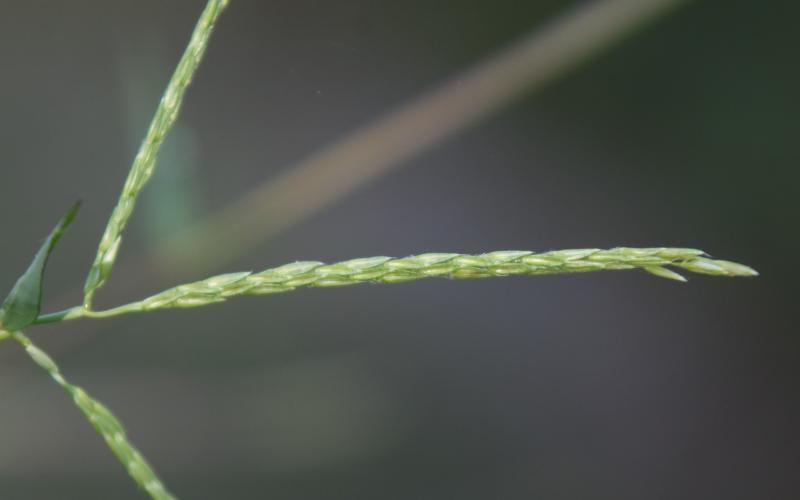 A closeup of a 3 spiked grass flower stalk and a blurred background.