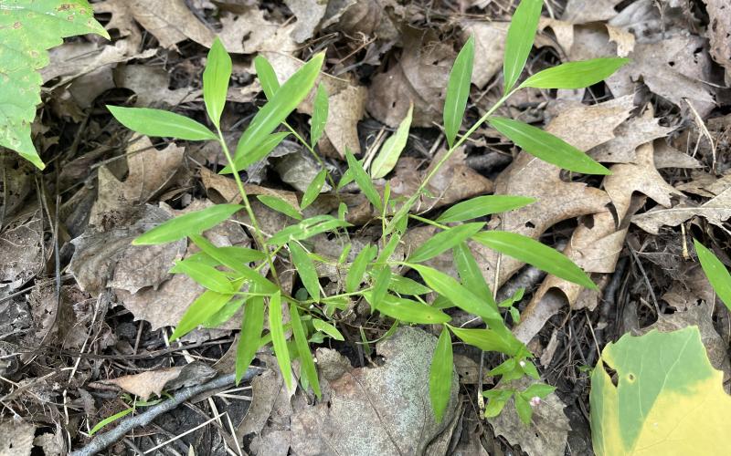 A small grass plant with short, wide green leaves and brown leaves in the background.