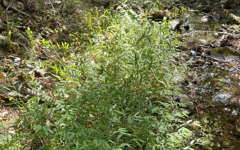 A tall, bamboo like grass plant growing along a waterway in a wooded area.