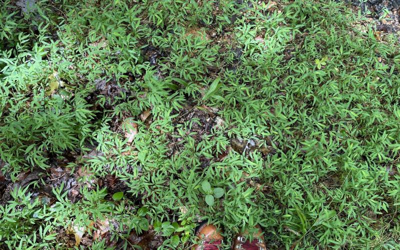 Short, bamboo like grass plants growing in a shaded area. Two boots are at the bottom for scale. 