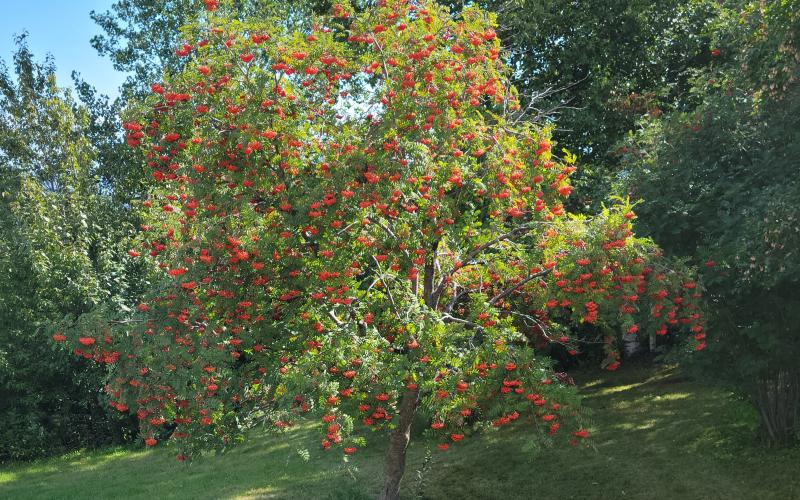 Planted tree with fruit