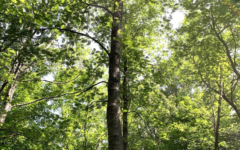 Tree in infestation is large