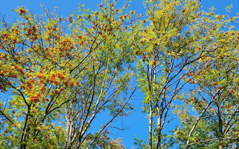 Four rowan tree tops are pictured with foliage turning gold and red-orange fruit
