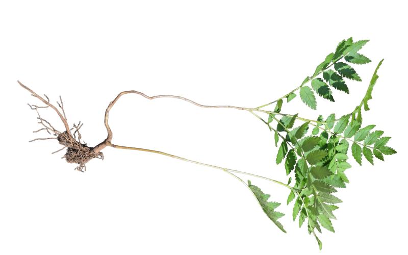 Seedling with roots and two stems with leaves